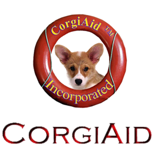 Happy corgi on a hike