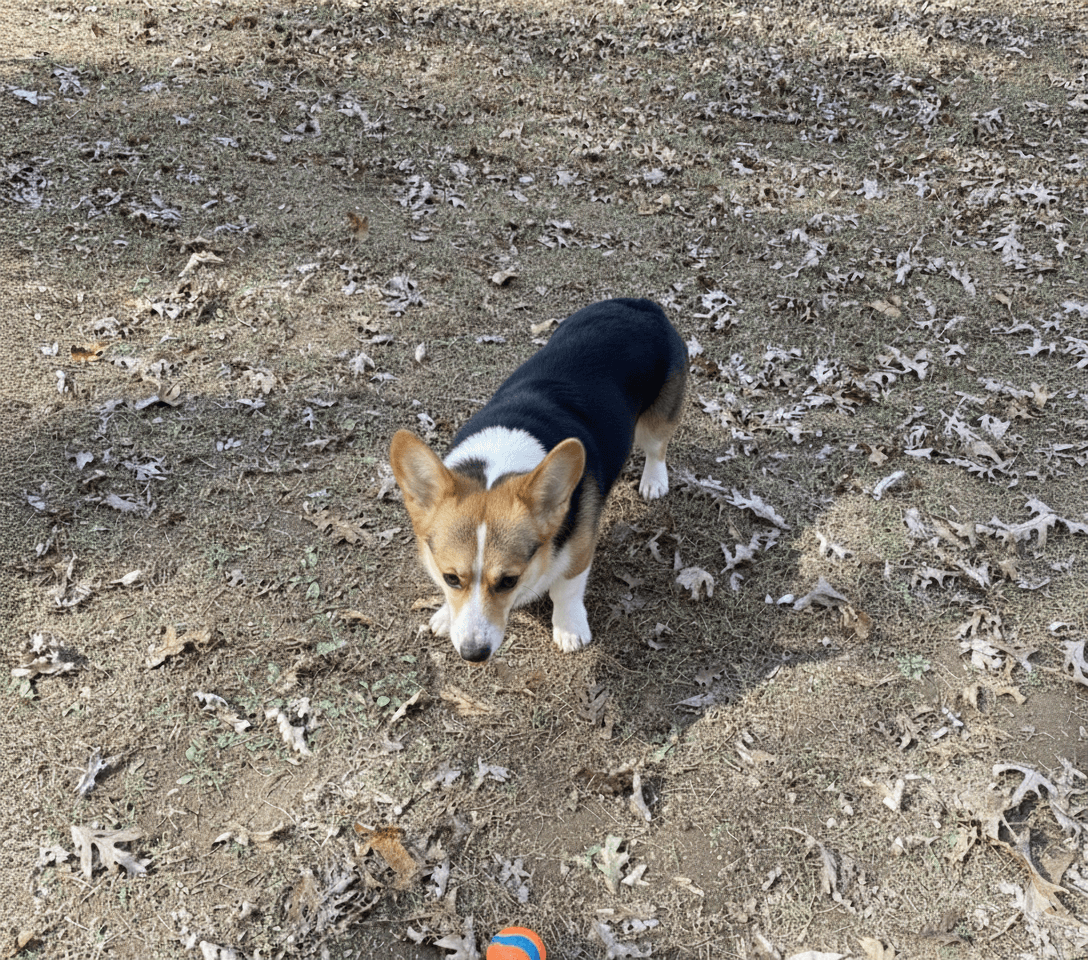 Rufus looking at ahuckit! Ultra Ball