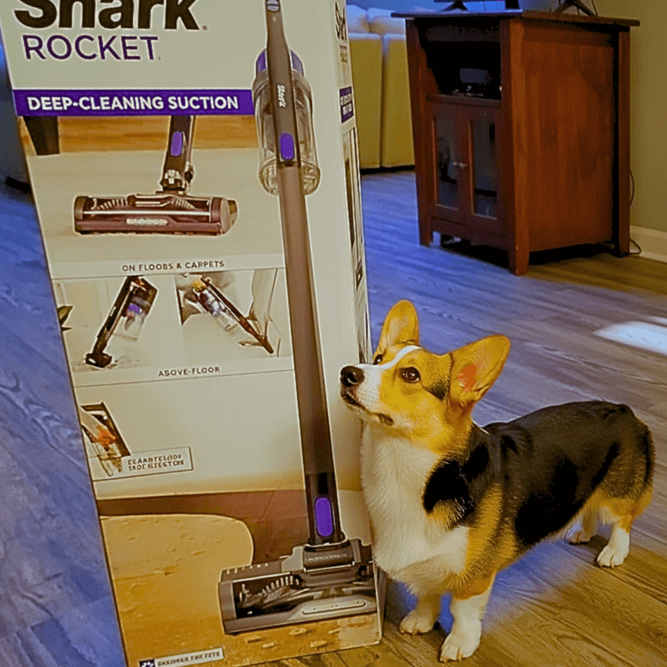 Rufus looking up at a Shark Rocket vacuum cleaner box, illustrating a pet-friendly final verdict.